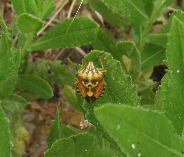 Carpocoris Carpocoris