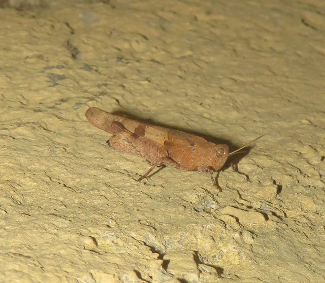Oedipoda caerulescens - kékszárnyú sáska