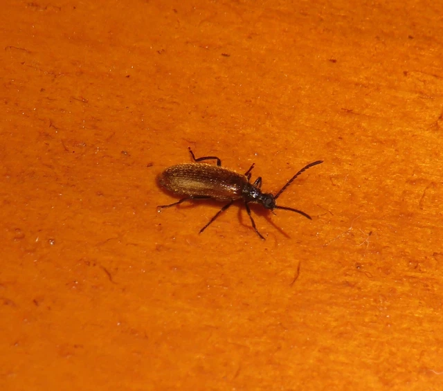Lagria