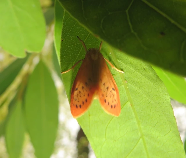 Miltochrista miniata - piros medvelepke