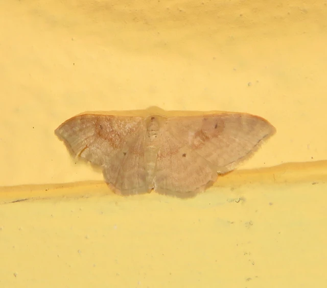Idaea degeneraria - barnasávos araszoló