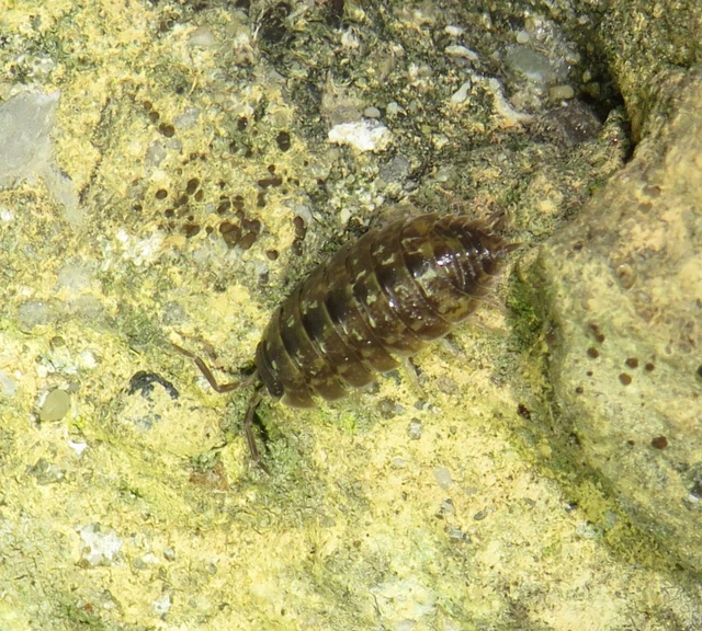 Isopoda - Ászkarákok