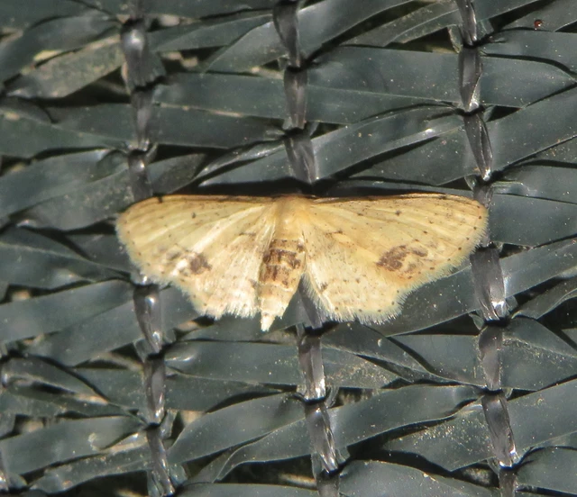 Idaea dimidiata - gyakori apróaraszoló