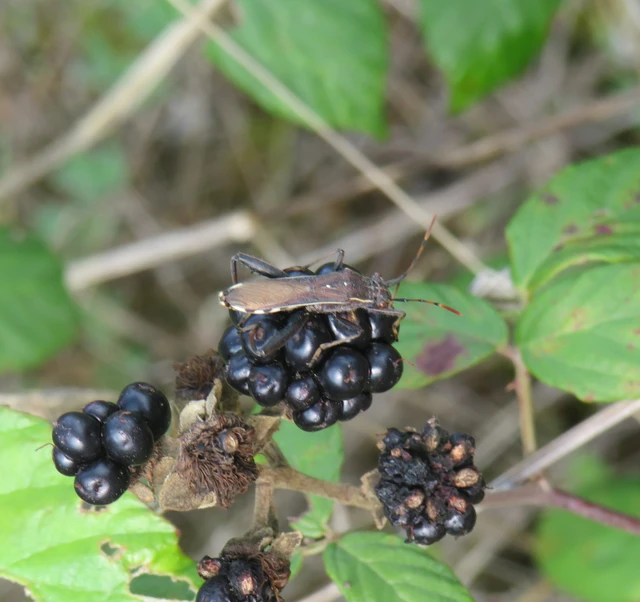 görbelábú tövispoloska - Camptopus lateralis
