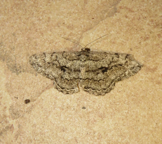Hypomecis roboraria - nagy tölgyfaaraszoló