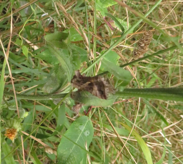 Autographa gamma - gammalepke