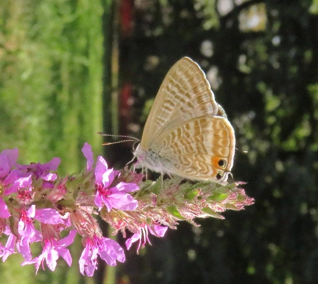 vándorboglárka - Lampides boeticus