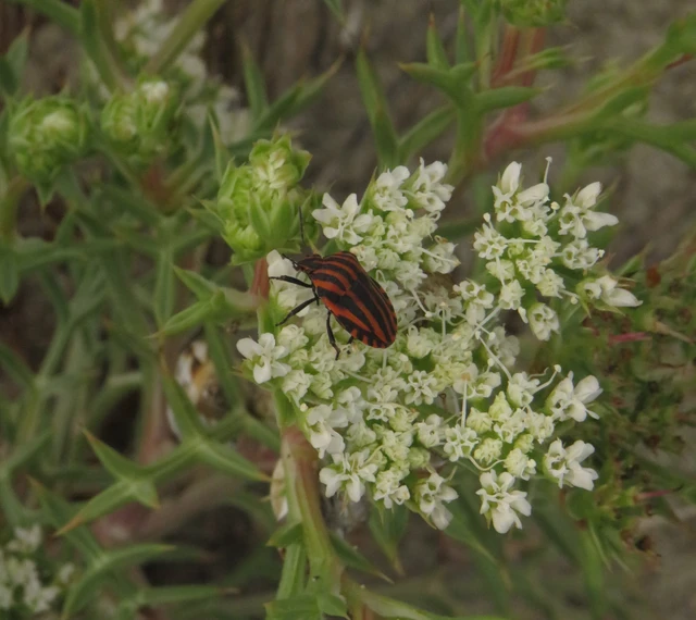Graphosoma