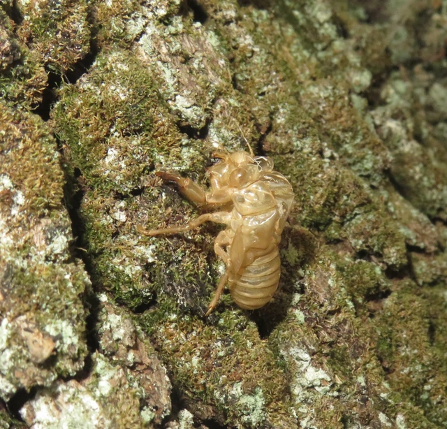 Auchenorrhyncha - Kabócák Auchenorrhyncha - Kabócák