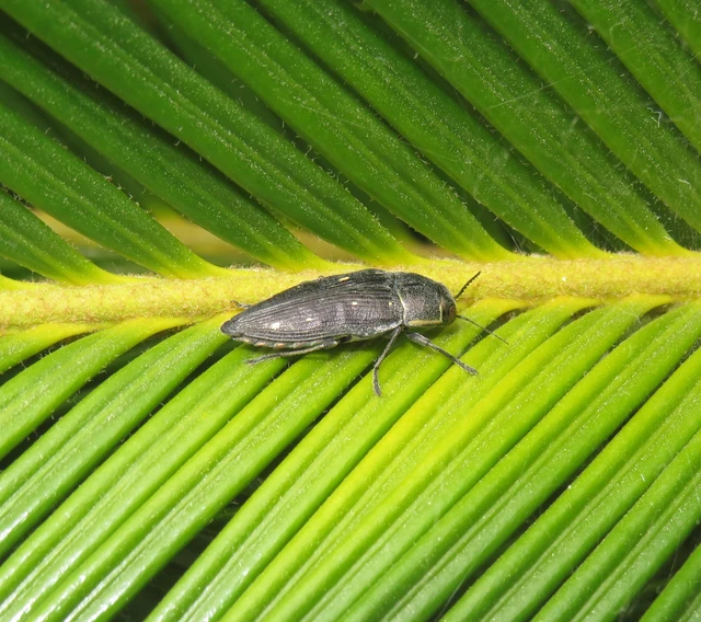 Buprestis