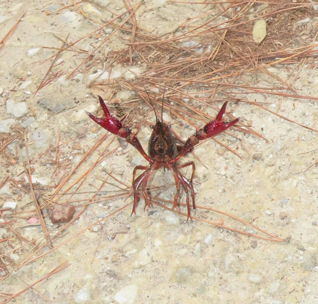 Procambarus clarkii - vörös mocsárrák