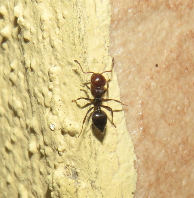 pirosfejű szívhangya - Crematogaster scutellaris