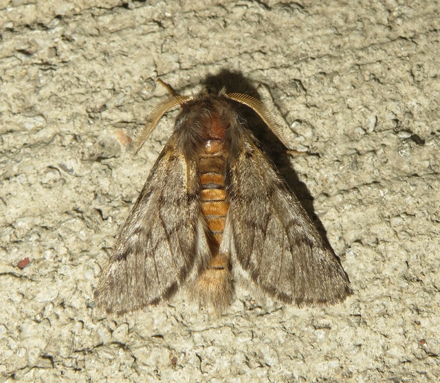 Thaumetopoea pityocampa