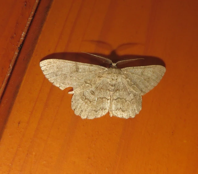 Hypomecis punctinalis - pettyes faaraszoló