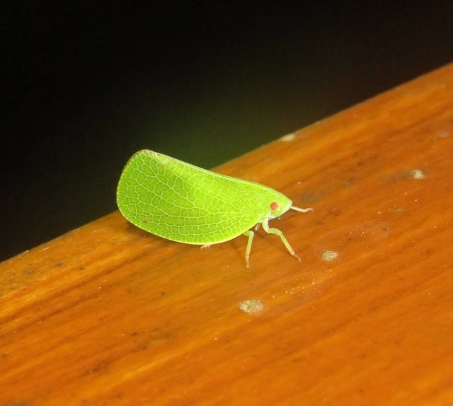 élénkzöld lepkekabóca - Acanalonia conica