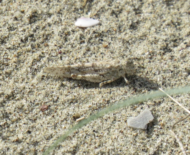 Sphingonotus caerulans - homokszínű sáska