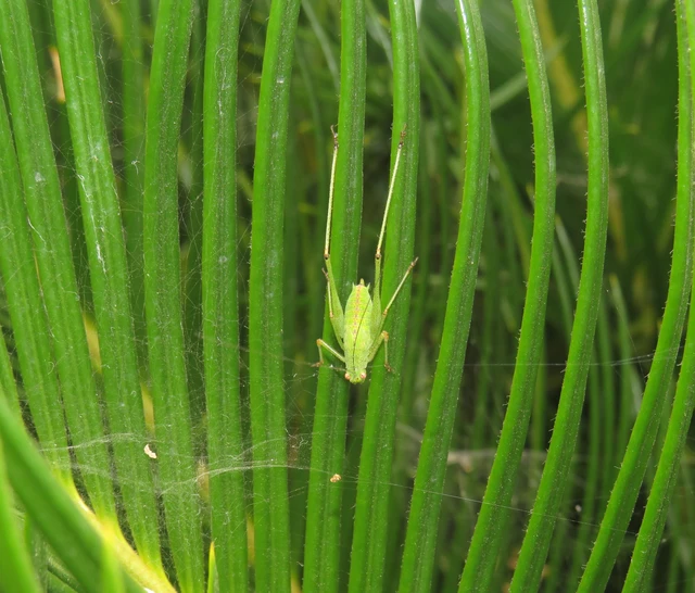 Phaneroptera nana - pontozott repülőszöcske