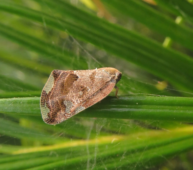 Ricania