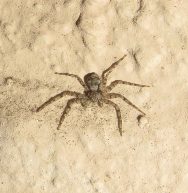 Philodromus poecilus - cifra karolópók