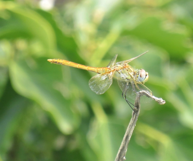 Sympetrum fonscolombii - vándor katona-szitakötő