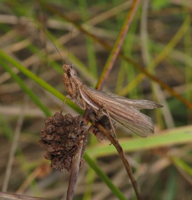 Mantodea - Fogólábúak