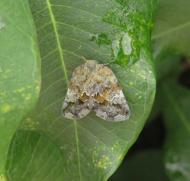 Ricania