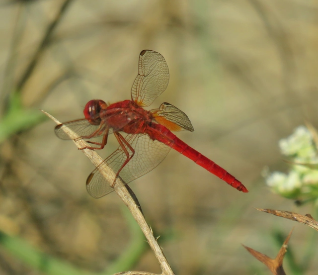 skarlát szitakötő - Crocothemis erythraea