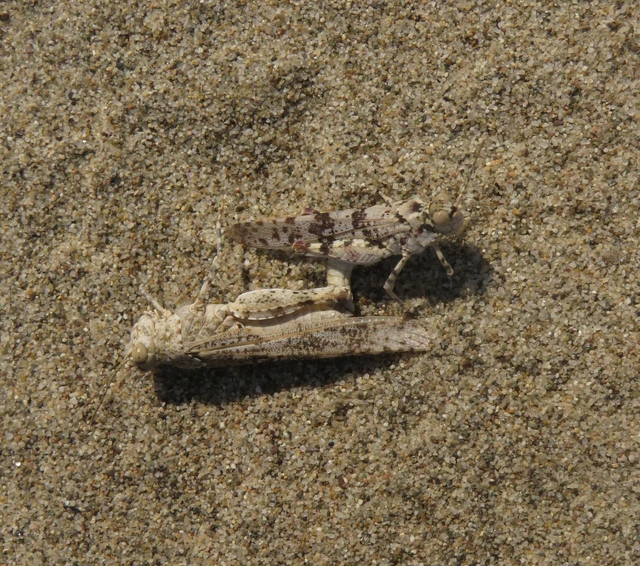 Sphingonotus caerulans - homokszínű sáska