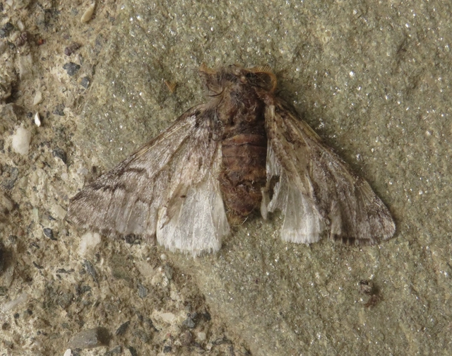 Thaumetopoea pityocampa