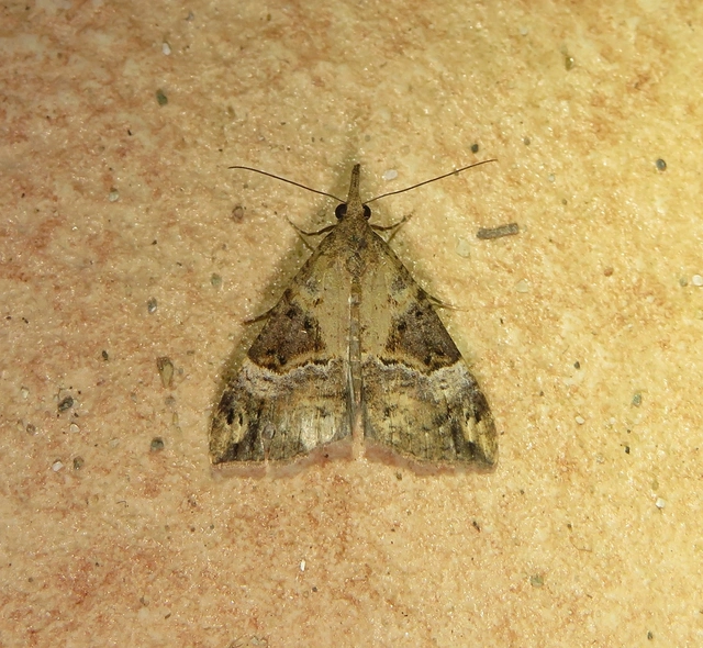 Hypena obsitalis