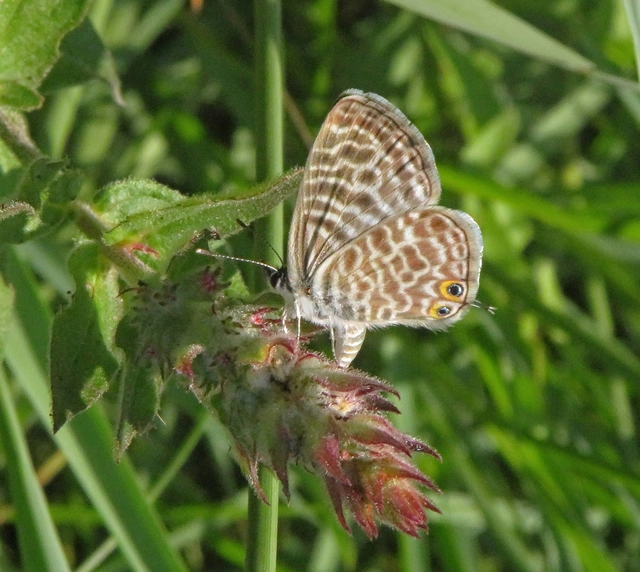 Leptotes pirithous - déli boglárka