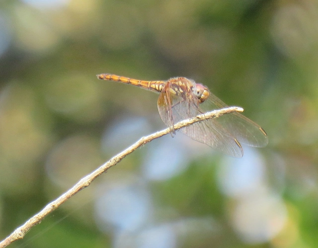 Trithemis annulata
