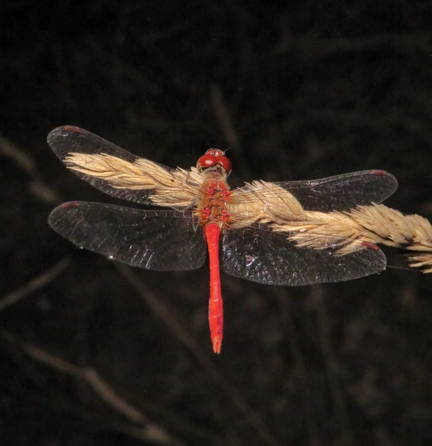 vörös katona-szitakötő - Sympetrum sanguineum