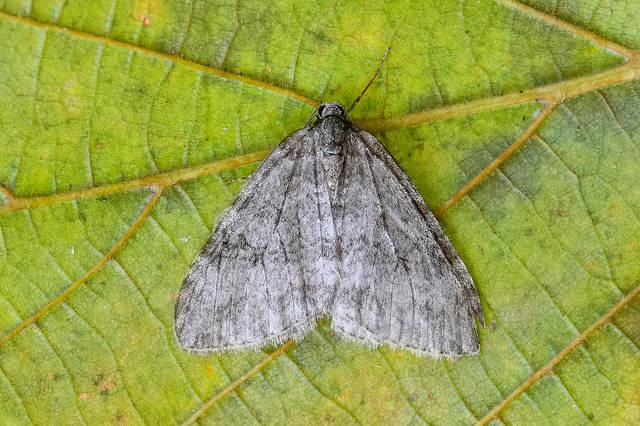 Epirrita christyi/dilutata