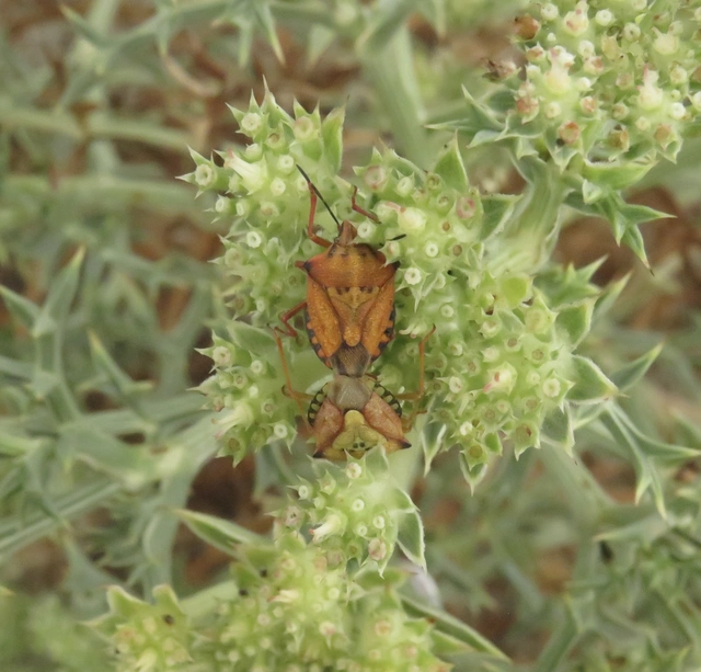 Carpocoris Carpocoris