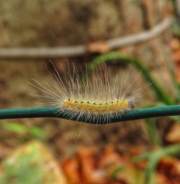 amerikai fehér medvelepke - Hyphantria cunea