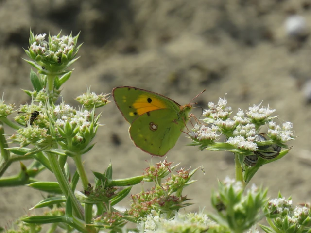 Colias croceus - sáfránylepke