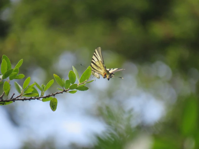 kardoslepke - Iphiclides podalirius