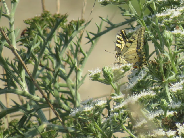 Papilio machaon - fecskefarkú lepke