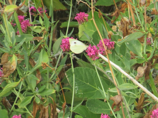 káposztalepke - Pieris brassicae