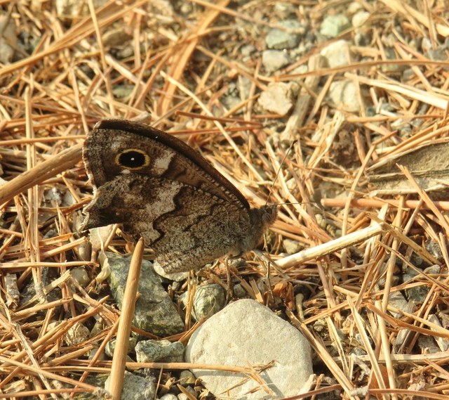 homoki szemeslepke - Hipparchia statilinus