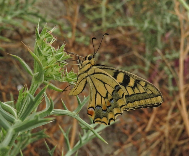 Papilio machaon - fecskefarkú lepke