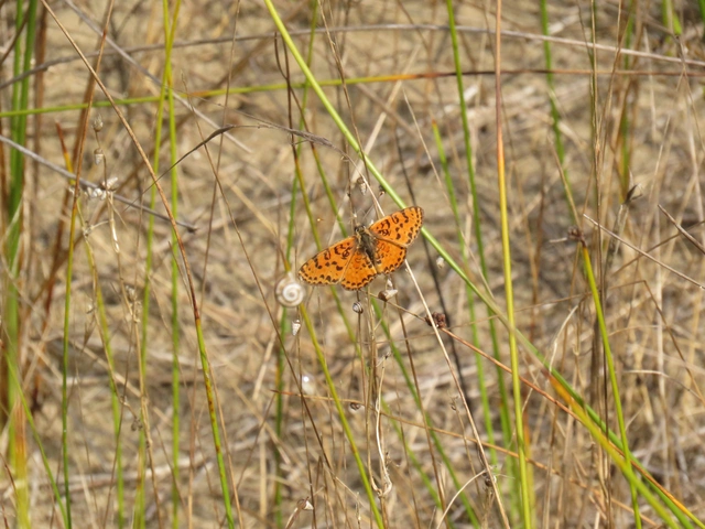 Melitaea didyma - tüzes tarkalepke