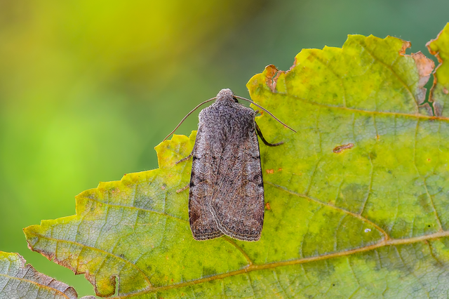 Conistra rubiginosa - szürke télibagoly