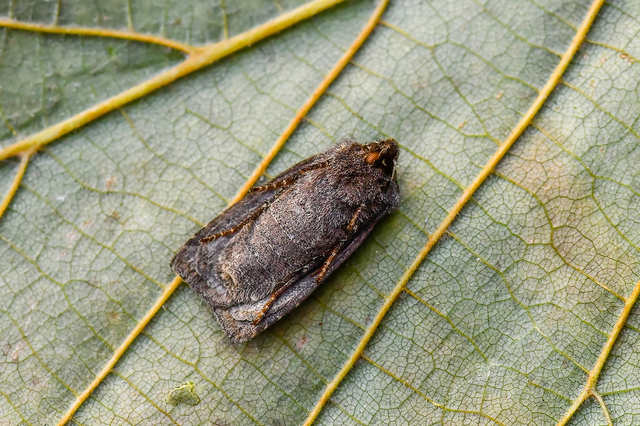 Conistra ligula - hegyesszárnyú őszibagoly