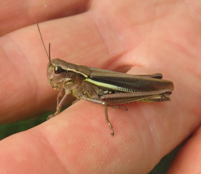 Stethophyma grossum - tundrasáska