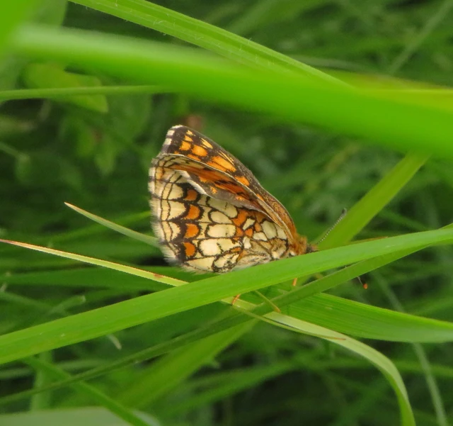Melitaea athalia - közönséges tarkalepke