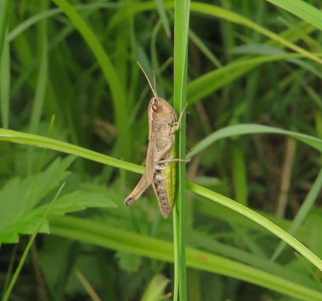 Pseudochorthippus parallelus - közönséges rétisáska