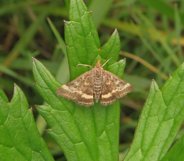 Pyrausta despicata - réti bíbormoly