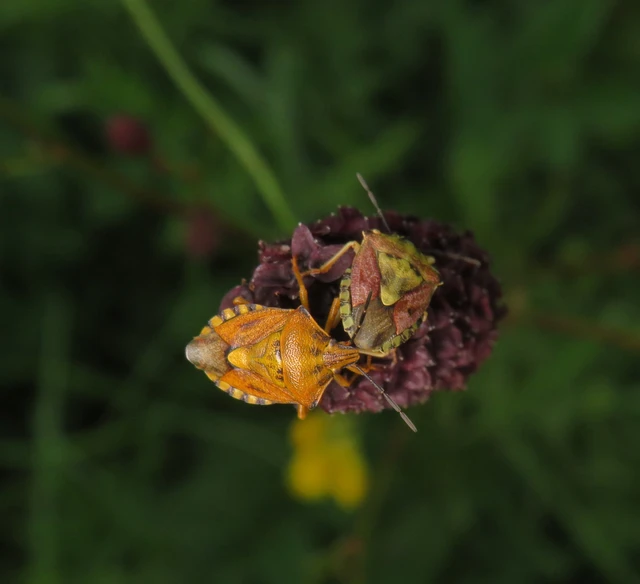 Carpocoris Carpocoris